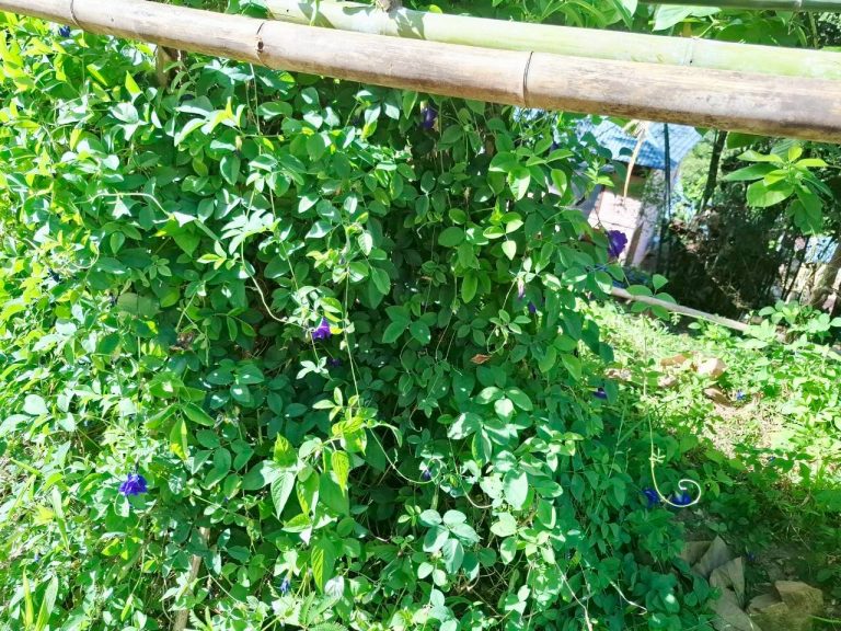 LINE_ALBUM_พื้นที่ส่วนกลาง อ.จีรเดช_251024_5