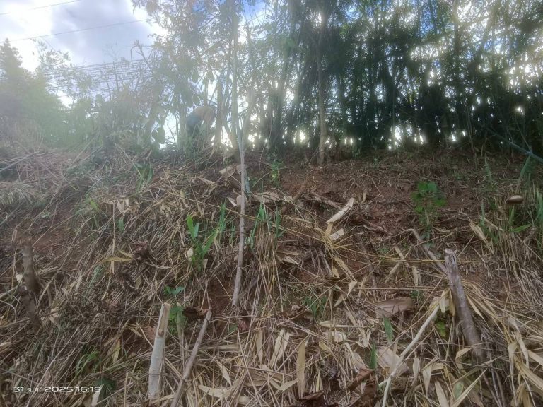 LINE_ALBUM_แคมป์วิว_251031_2