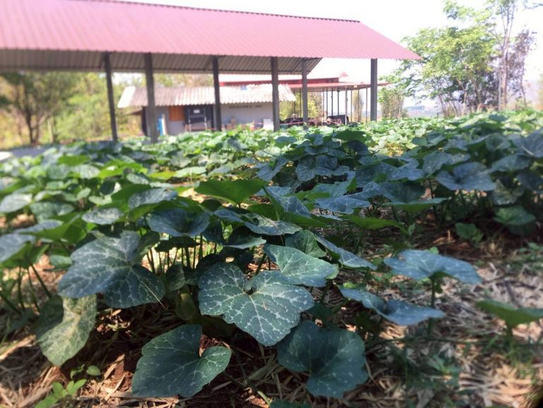 LINE_ALBUM_แคมป์วิว_260322_2