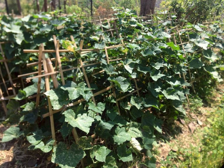 LINE_ALBUM_แคมป์วิว_260322_5