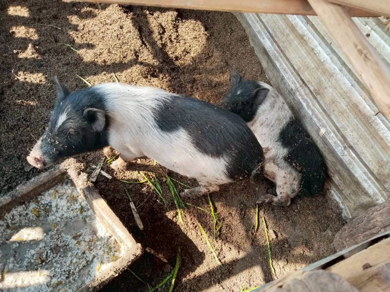 temp_c728b50b47f829632216b6db7c4e96552_5236472929397086102_330024884476135_0