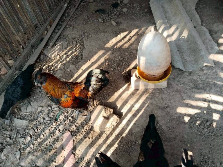 temp_c728b50b47f829632216b6db7c4e96552_5236472929397086102_330024885177645_0