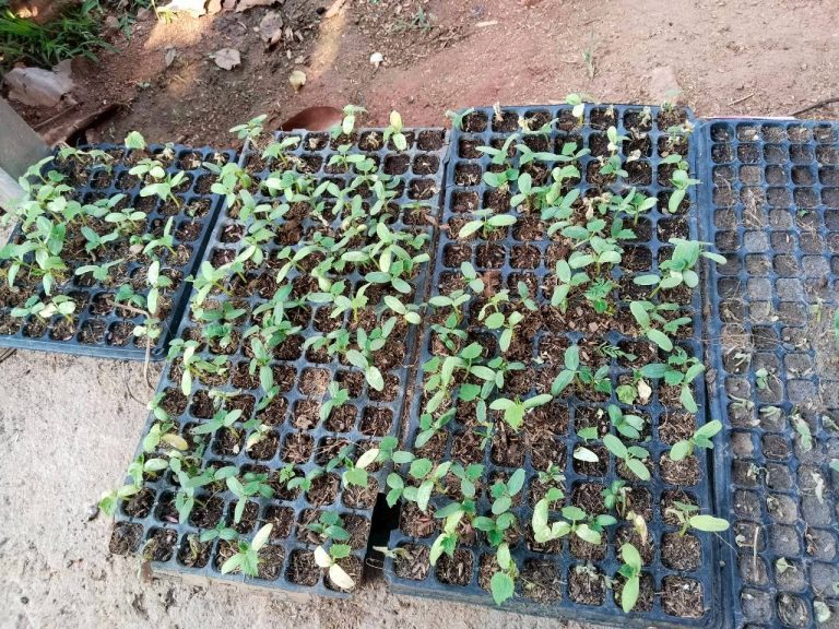 temp_c728b50b47f829632216b6db7c4e96552_5236472929397086102_330024885939104_0