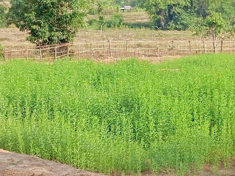 LINE_ALBUM_นาสหการ2_260506_124