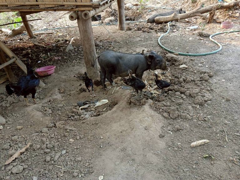 LINE_ALBUM_นาสหการ2_260506_43