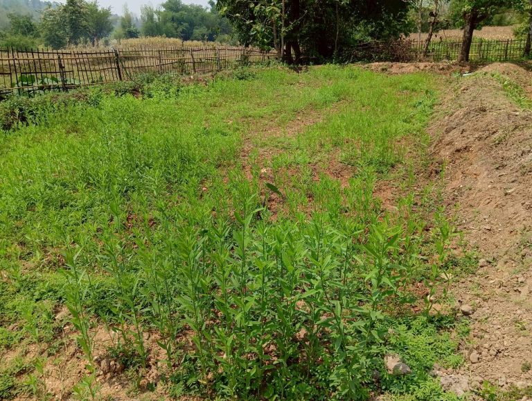 LINE_ALBUM_นาสหการ2_260506_51