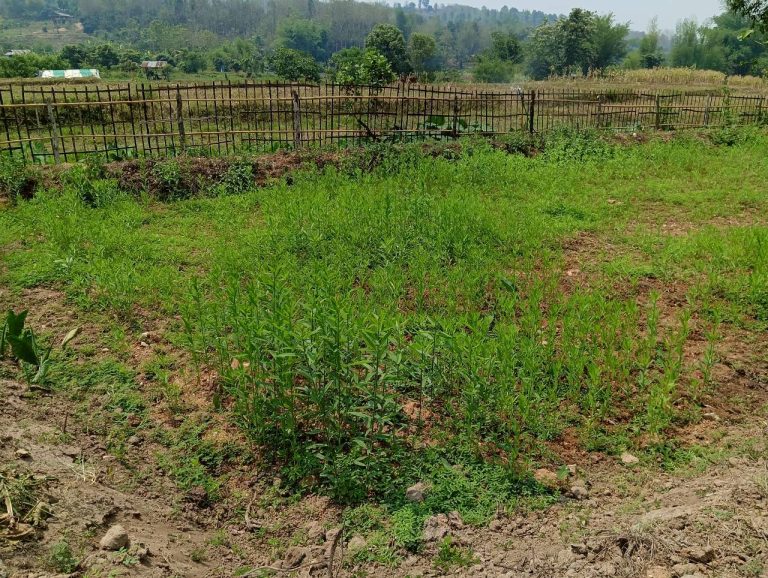 LINE_ALBUM_นาสหการ2_260506_52