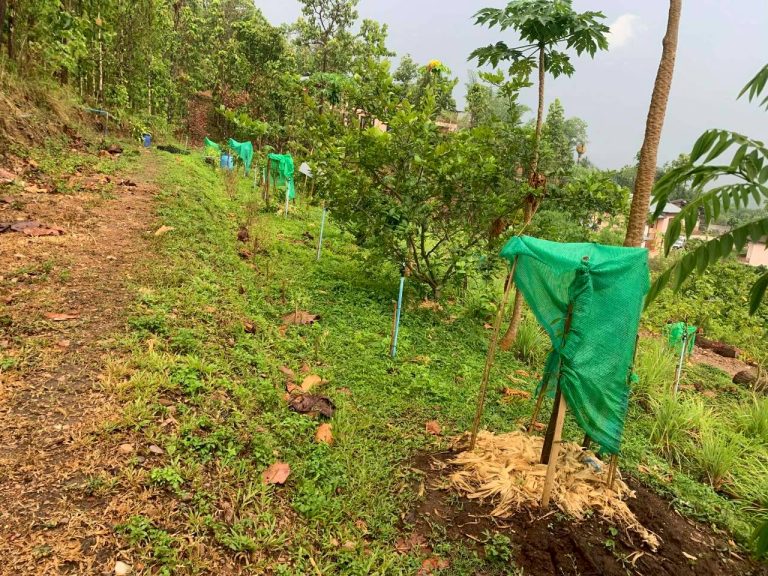 LINE_ALBUM_แปลงเกษตร3_260505_107