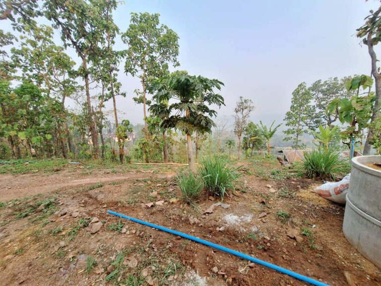 LINE_ALBUM_แปลงเกษตร3_260505_12