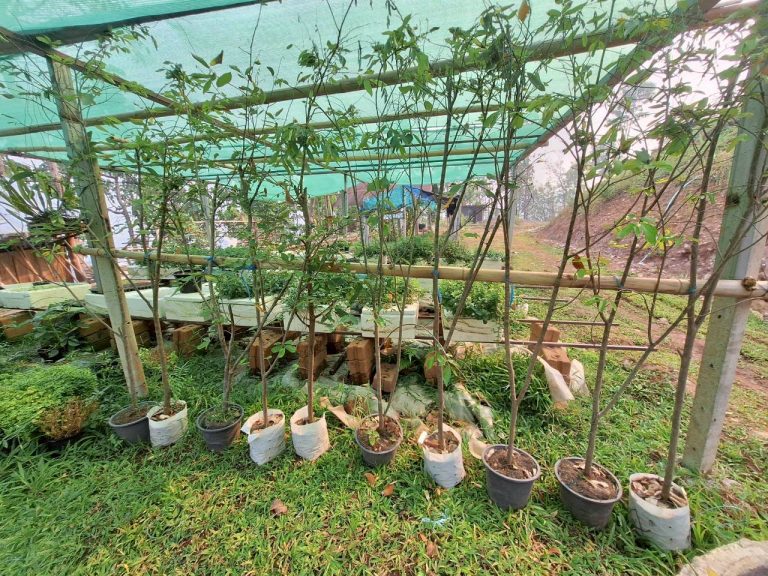 LINE_ALBUM_แปลงเกษตร3_260505_14