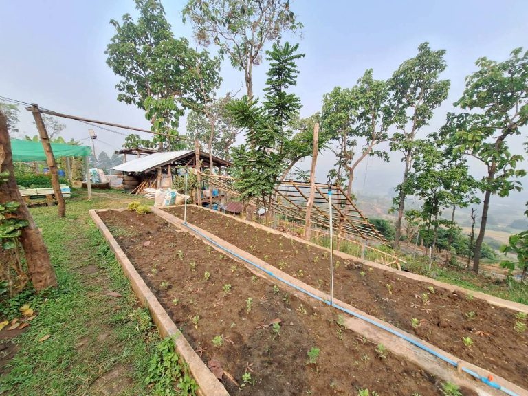 LINE_ALBUM_แปลงเกษตร3_260505_15