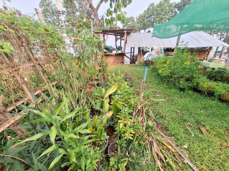LINE_ALBUM_แปลงเกษตร3_260505_16