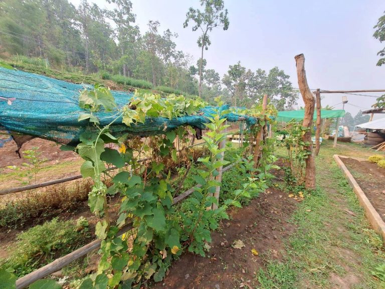 LINE_ALBUM_แปลงเกษตร3_260505_17