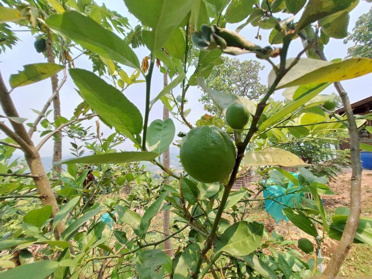LINE_ALBUM_แปลงเกษตร3_260505_2