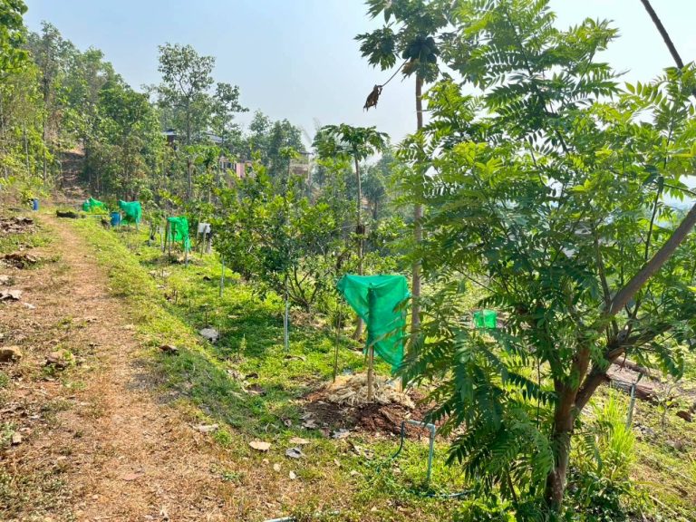 LINE_ALBUM_แปลงเกษตร3_260505_22