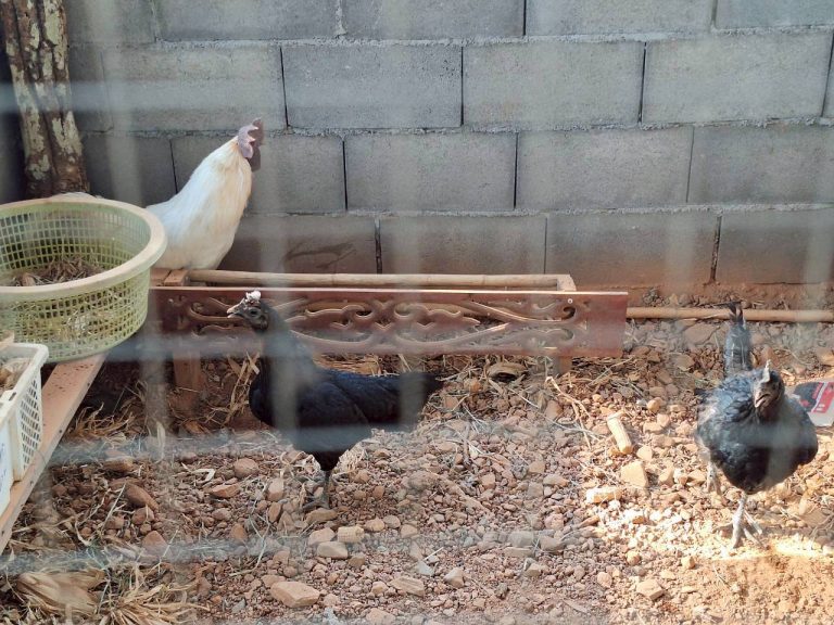 LINE_ALBUM_แปลงเกษตร3_260505_28