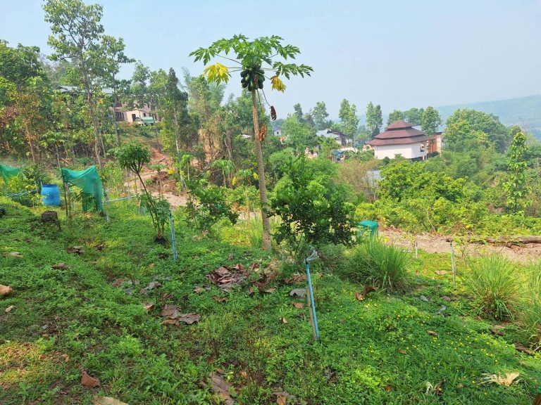 LINE_ALBUM_แปลงเกษตร3_260505_29