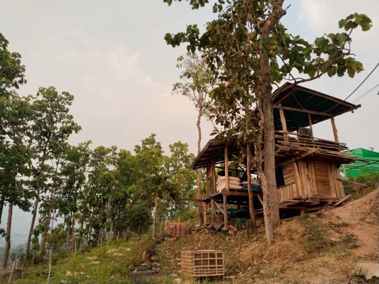 LINE_ALBUM_แปลงเกษตร3_260505_3
