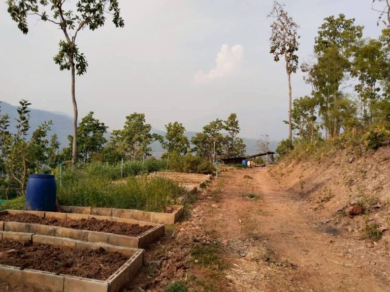 LINE_ALBUM_แปลงเกษตร3_260505_3