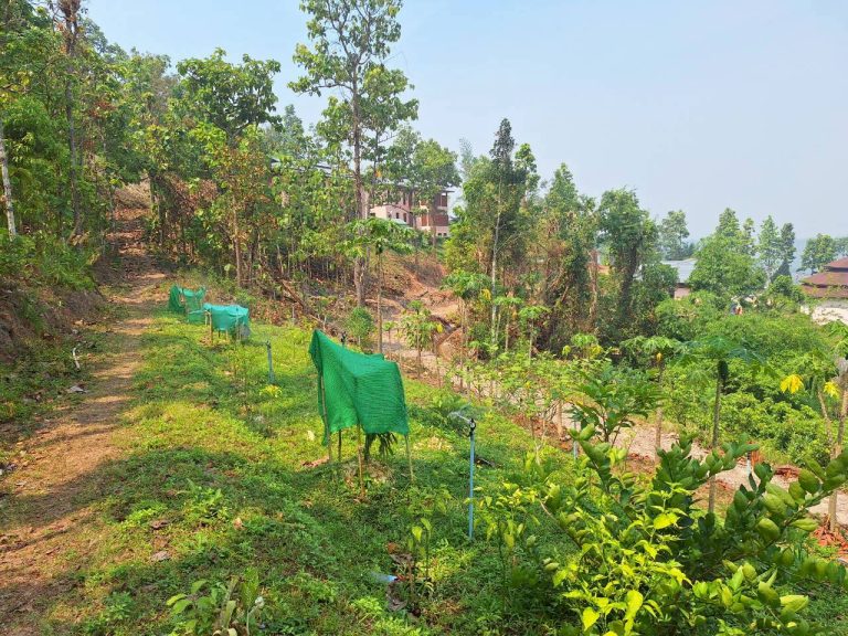 LINE_ALBUM_แปลงเกษตร3_260505_30