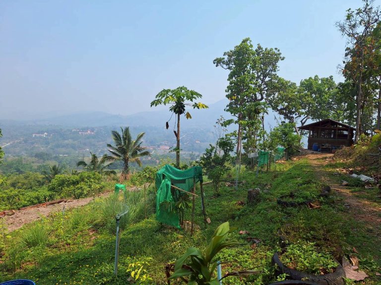 LINE_ALBUM_แปลงเกษตร3_260505_31