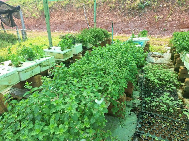LINE_ALBUM_แปลงเกษตร3_260505_34