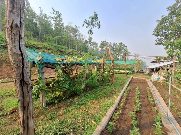LINE_ALBUM_แปลงเกษตร3_260505_38