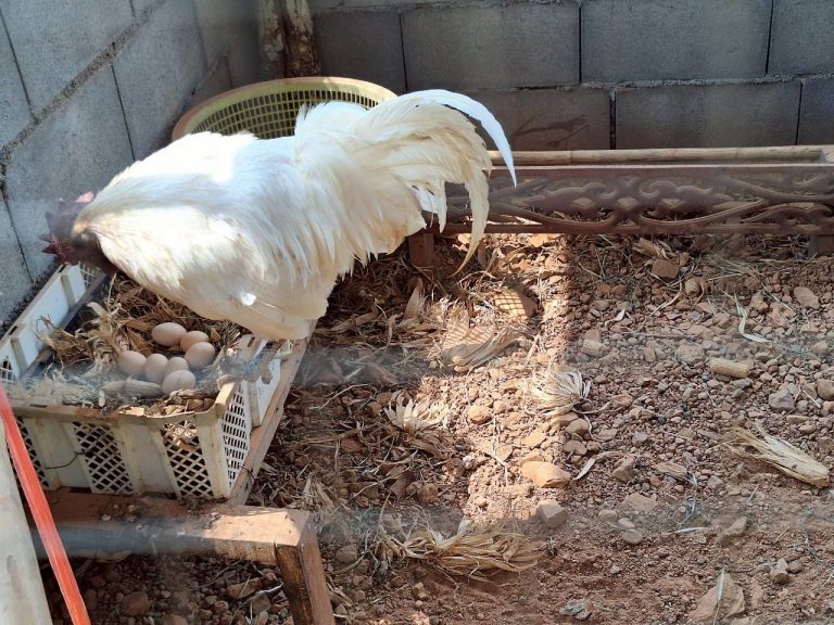 LINE_ALBUM_แปลงเกษตร3_260505_42