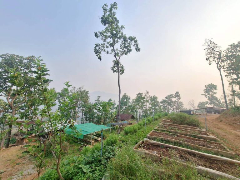 LINE_ALBUM_แปลงเกษตร3_260505_43