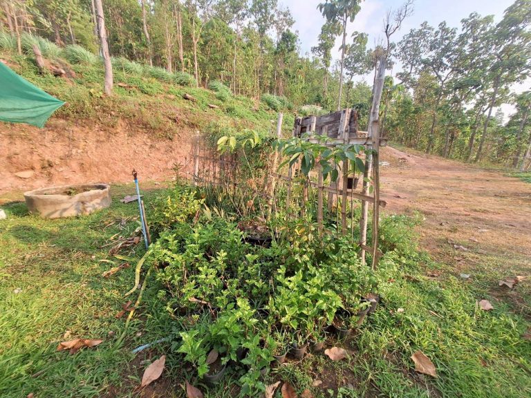 LINE_ALBUM_แปลงเกษตร3_260505_46