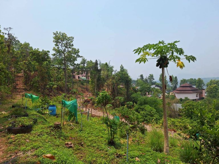 LINE_ALBUM_แปลงเกษตร3_260505_5
