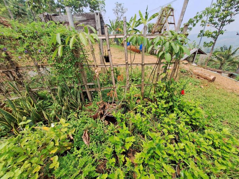 LINE_ALBUM_แปลงเกษตร3_260505_50