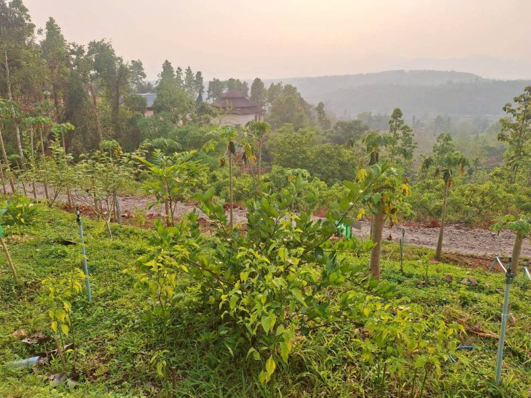 LINE_ALBUM_แปลงเกษตร3_260505_52