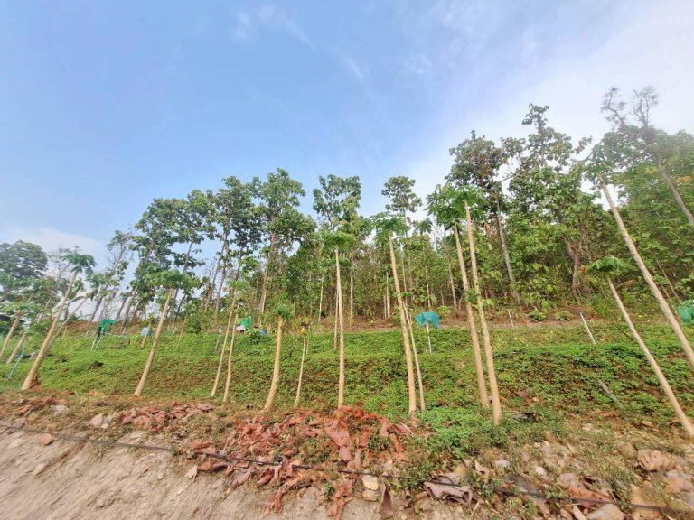 LINE_ALBUM_แปลงเกษตร3_260505_53