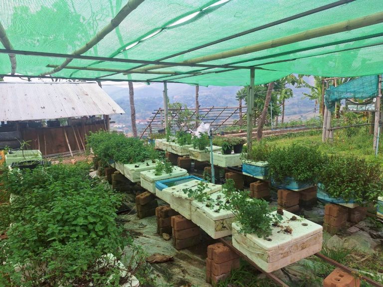 LINE_ALBUM_แปลงเกษตร3_260505_55