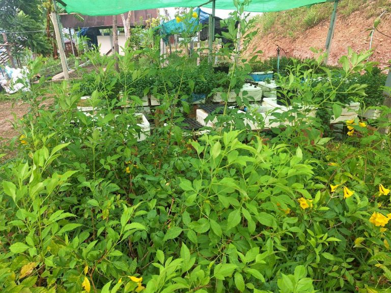 LINE_ALBUM_แปลงเกษตร3_260505_56