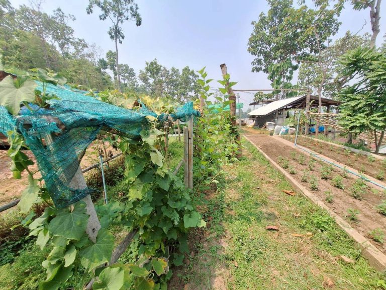 LINE_ALBUM_แปลงเกษตร3_260505_56