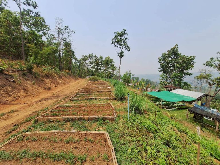 LINE_ALBUM_แปลงเกษตร3_260505_57