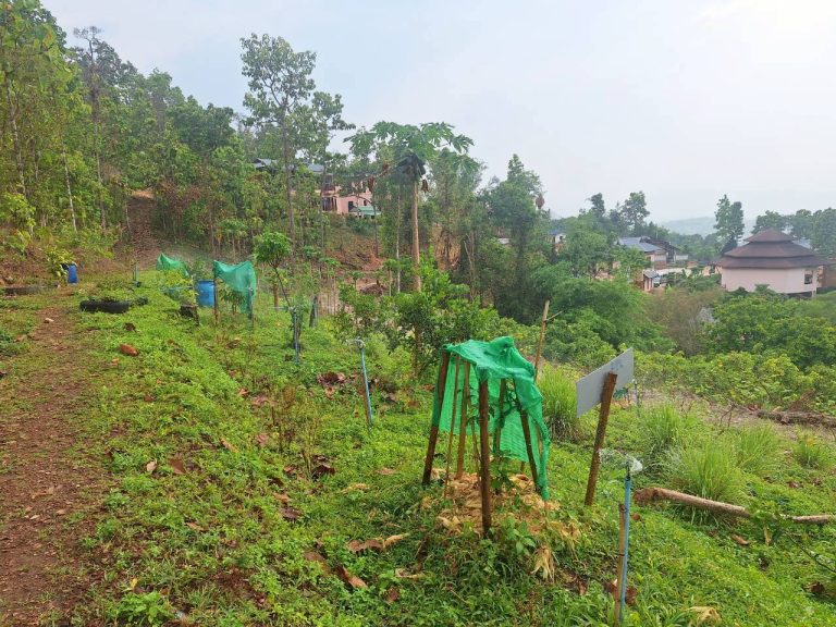 LINE_ALBUM_แปลงเกษตร3_260505_58
