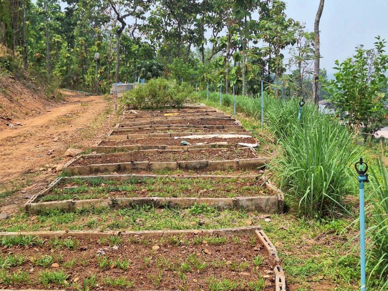LINE_ALBUM_แปลงเกษตร3_260505_58