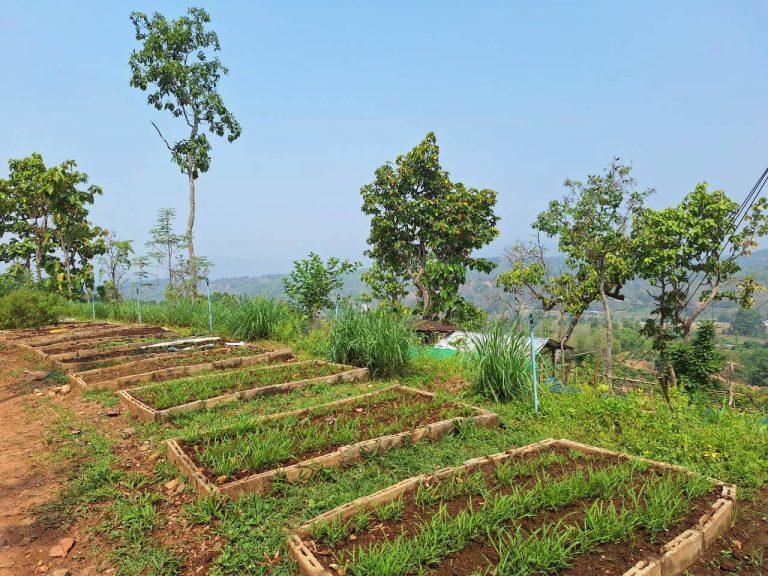 LINE_ALBUM_แปลงเกษตร3_260505_67