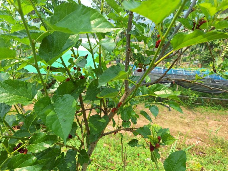 LINE_ALBUM_แปลงเกษตร3_260505_69
