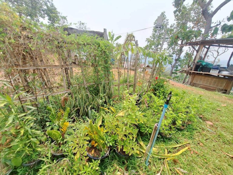 LINE_ALBUM_แปลงเกษตร3_260505_83