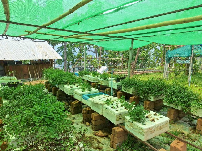 LINE_ALBUM_แปลงเกษตร3_260505_84