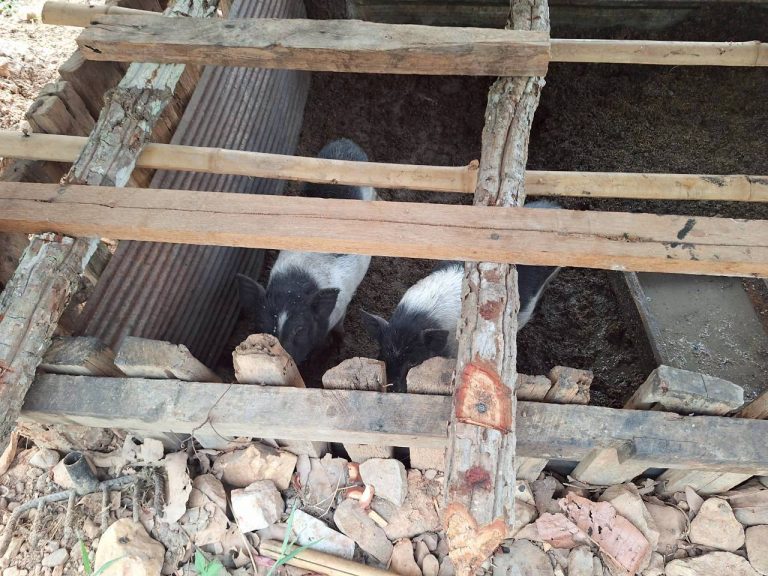 LINE_ALBUM_แปลงเกษตร3_260505_87