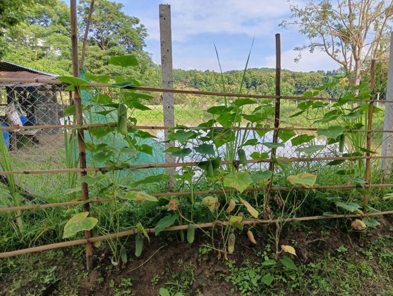LINE_ALBUM_นาสหการ3_260818_3