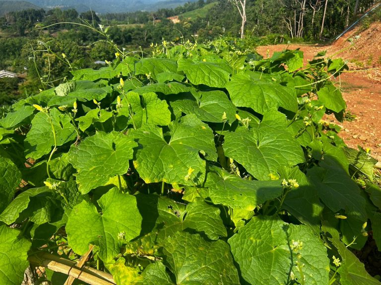 LINE_ALBUM_แปลงเกษตร 4_260818_12