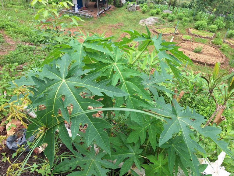 LINE_ALBUM_แปลงเกษตร 4_260818_4