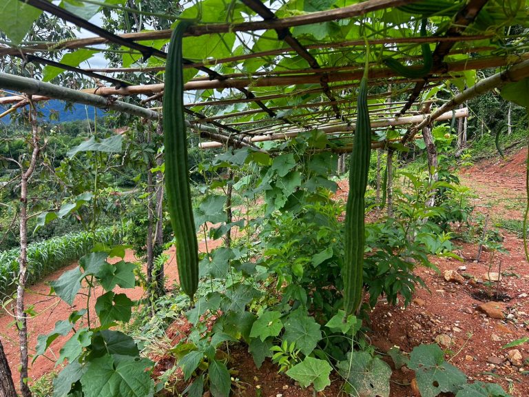 LINE_ALBUM_แปลงเกษตร 4_260818_5