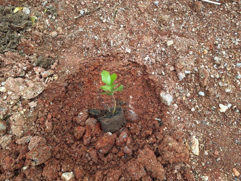 LINE_ALBUM_แปลงเกษตร 5_260819_11